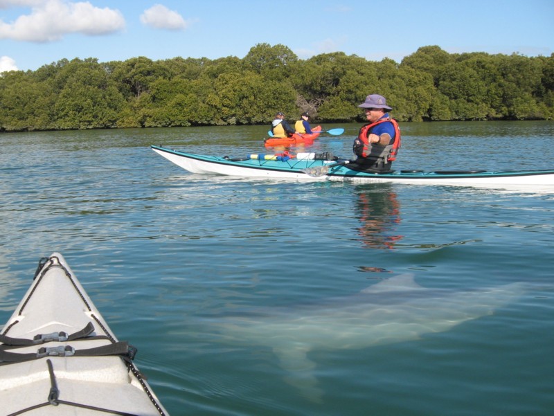 Phil Doddridge paddling with dolphin