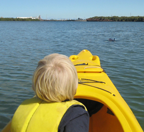 Kids kayaking with dolphins